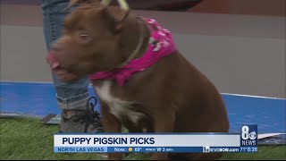 Dog picks between the raiders and colts ...