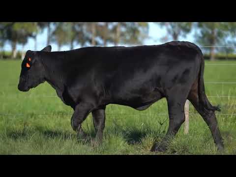 LOTE 78   TAT FIV3101 BRANGUS F