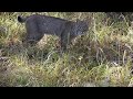Bobcat Kill !! (12-23-18)