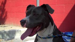 A5175566 Pinky Pit Bull