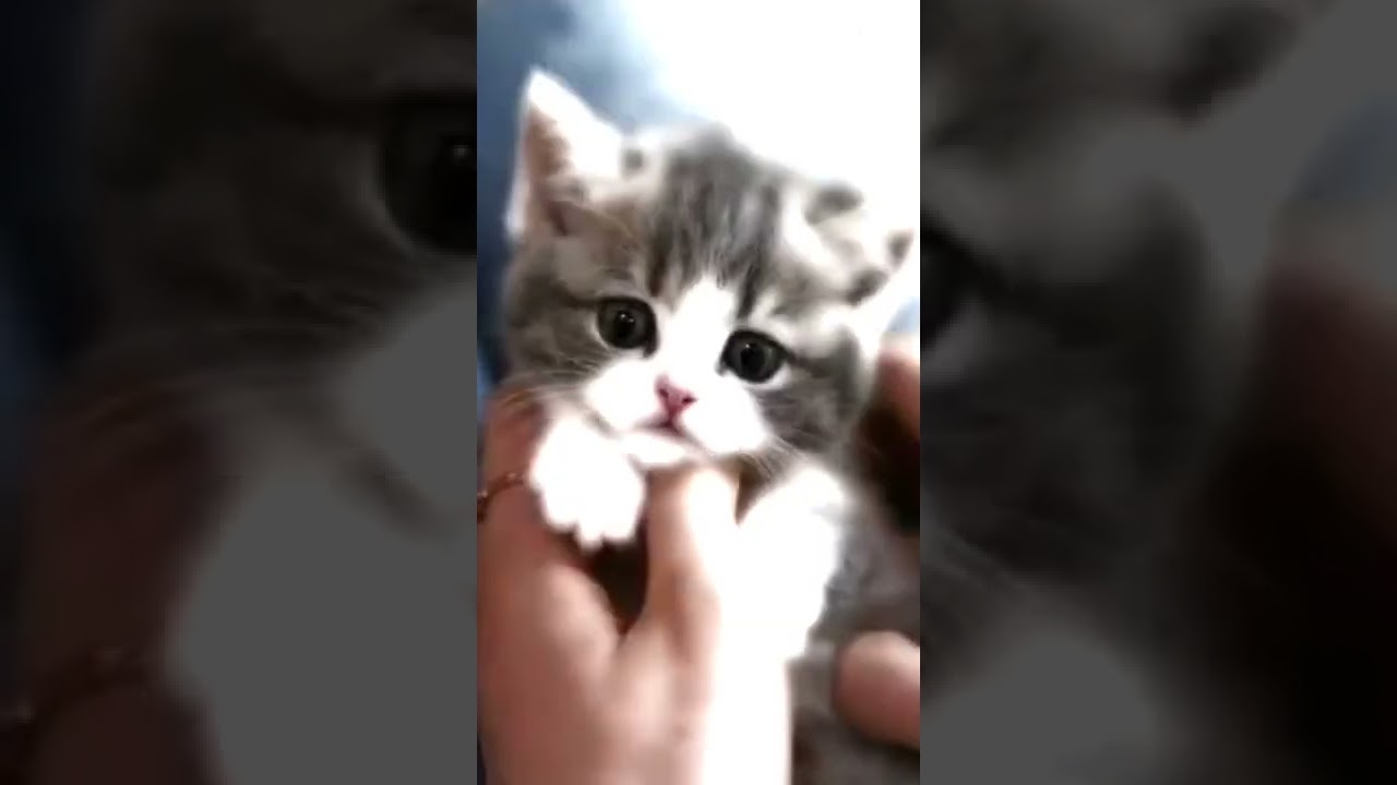 Mini cat with short legs very cute 