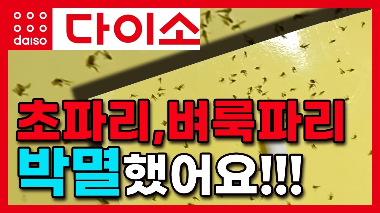 효과 100% 초파리, 벼룩파리 퇴치법!!! 다이소 초파리, 벼룩파리 박멸템 - YouTube