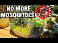 3 EASY Ways To PREVENT Mosquitoes In Your Pond!