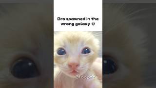 Cat From The Wrong Galaxy