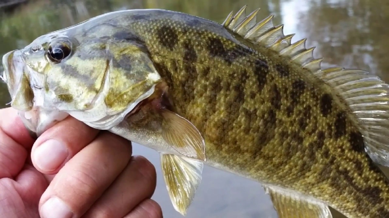 Unique Country Home on the Kishwaukee River on 40 Recreational Acres