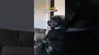 The most dramatic dog EVER 