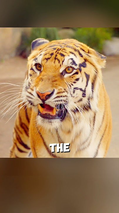 The man proved with his life that you should never provoke a tiger.