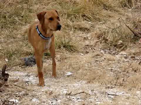 rhodesian ridgeback catahoula mix