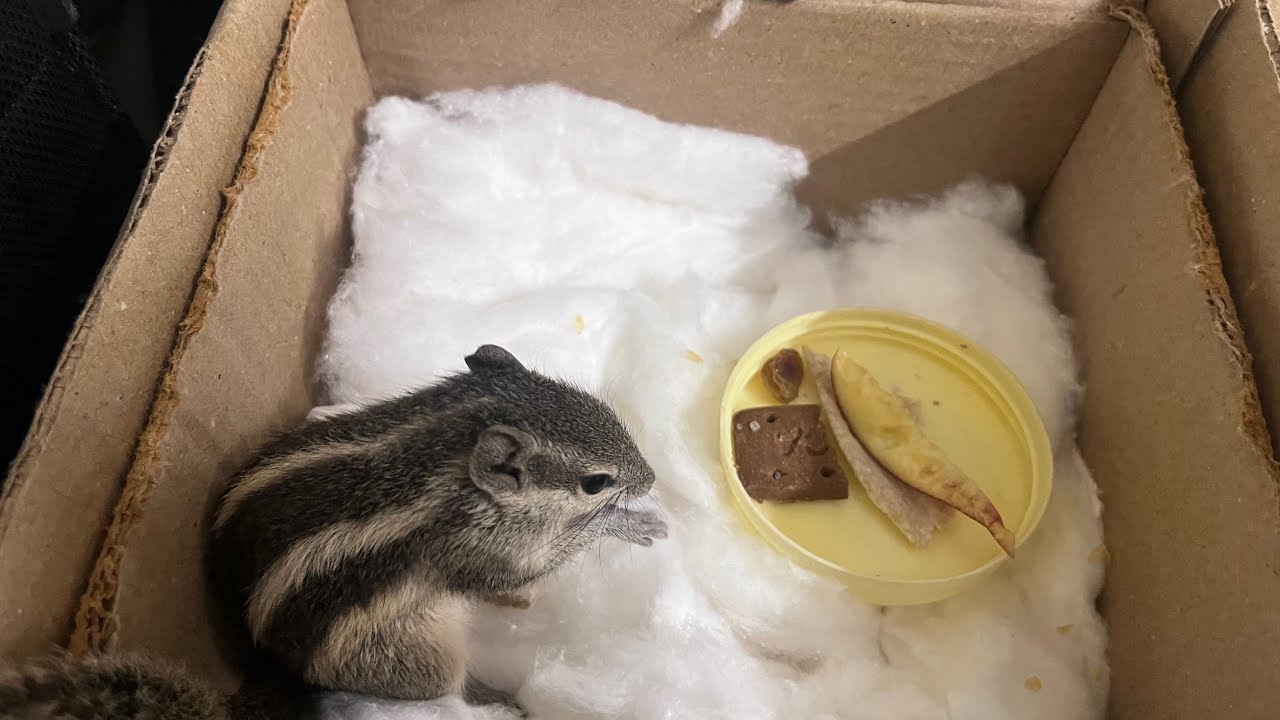 91वा दिन🐿️देखो मेरा नया घर!आज मेरे लिये नया घर बनाया है क्योंकि मैंने पहले वाला घर ख़राब कर दिया  है