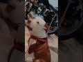 Old bullet firing Pidbull #oldbullet #bullet #bullet350 #pitbull #pitbullterriers #pitbulldog