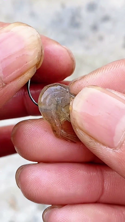 How to Hook Shrimp Effectively - Simple and Efficient!