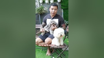 Cạo Lông Máu Cho Chó Poodle : Có Nên Hay không