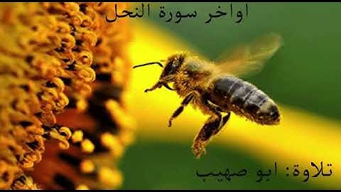 تلاوة حجازية (ابو صهيب)