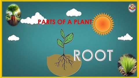 Parts Of The Plant - ROOT