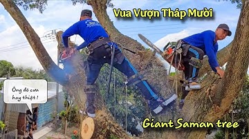 Chấn động Tháp Mười! Vua Vượn cưa Cây Còng siêu to khổng lồ trên mái nhà khiến cả xóm thót tim (P8)