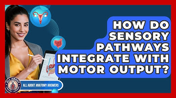 How Do Sensory Pathways Integrate With Motor Output? - All About Anatomy Answers