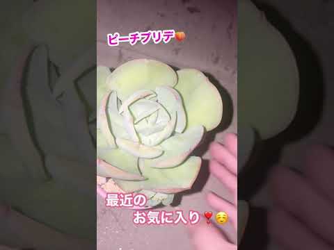 Shorts 多肉植物 ピーチプリデ 紅葉が始まってる Youtube