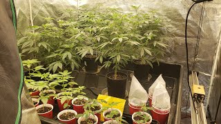 #indoor #cannabis #growth That 5x5 Veg Tent ⛺ 🍒Got Flavors 🎤👍🏿Just Subscribe Allready 👉🏿🍒