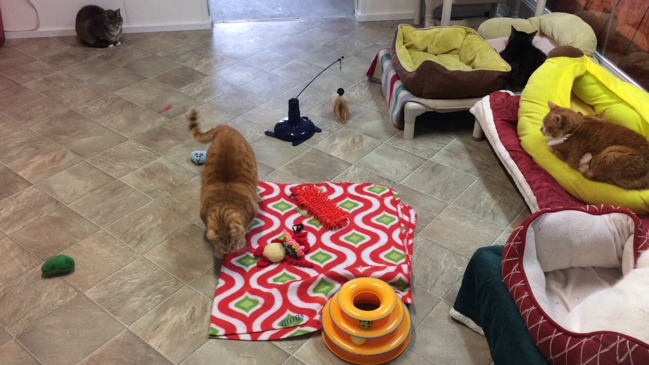 special needs animal rescue Spying on Buddy