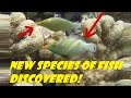 INCREDIBLE New Species of Fish Discovered!