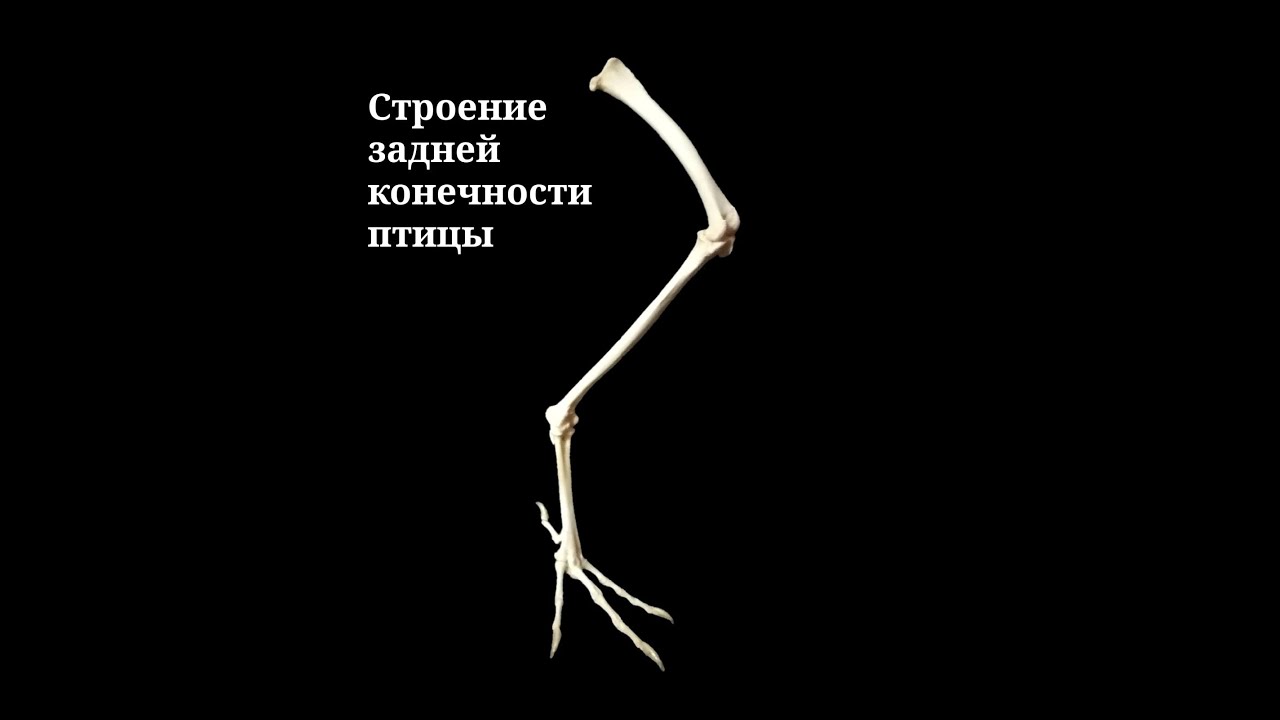 Скелет задней конечности птицы. Кости задних конечностей птицы. Строение задней конечности птицы. Строения задних лап птиц.