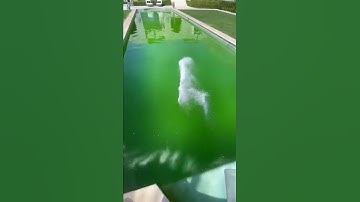 Green Pool Cleaning tiktok premierpoolaz