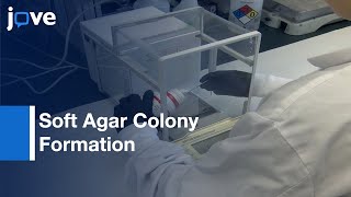 Soft Agar Colony Formation Assay to identify inhibitors of Tumors | Protocol Preview screenshot 5