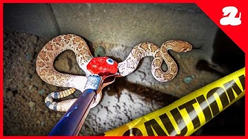 Construction Brings a Rattlesnake into a Neighborhood