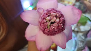 Diwali Vlog Vloger Diwali Festival Family Laxmi Ji Poojan India Hindu Love