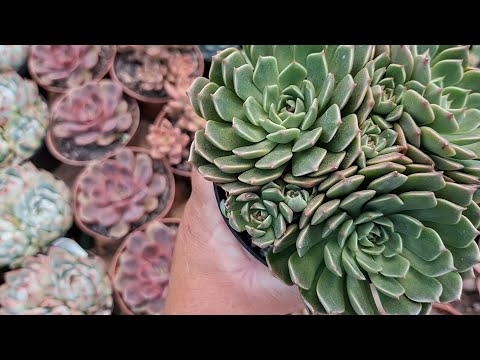 Suculentas muitas variedades com preços acessível