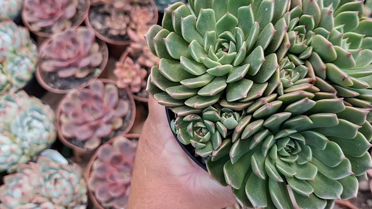 Suculentas muitas variedades com preços  acessível 