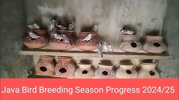 Java Birds August Progress 2024 /25 l Silver Java l java Sparrow l White Java l Fawn Java