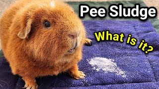 White Pee Sludge Explained