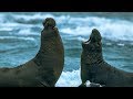 Giant Seal Fights Off Rival Male | BBC Earth