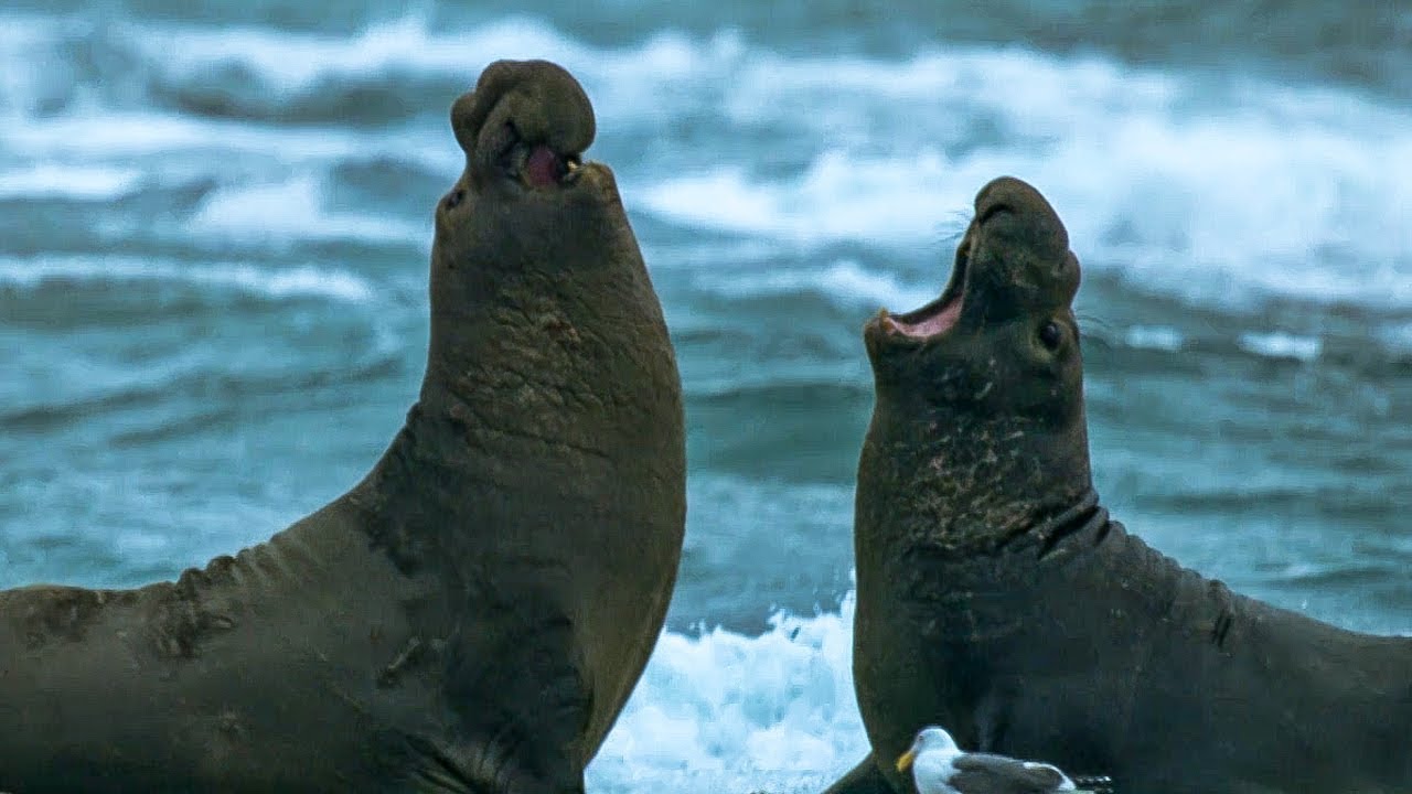 ⁣Beachmaster Elephant Seal Fights off Rival Male | BBC Earth