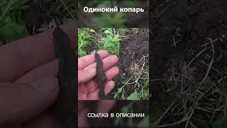 стрела на Руси, находка в лесу.  #shorts