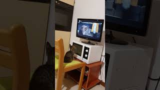 Miao guarda la tv