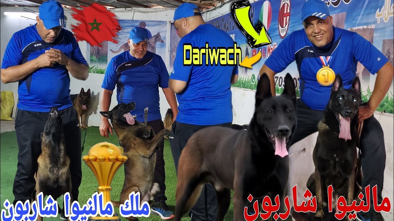 اخر ماكين عند الاسطورة ملك🇲🇦 مالنيوا شاربون عمر  درويش واحسن انواع الكلاب الحراسة العمالقة 6/8/2024