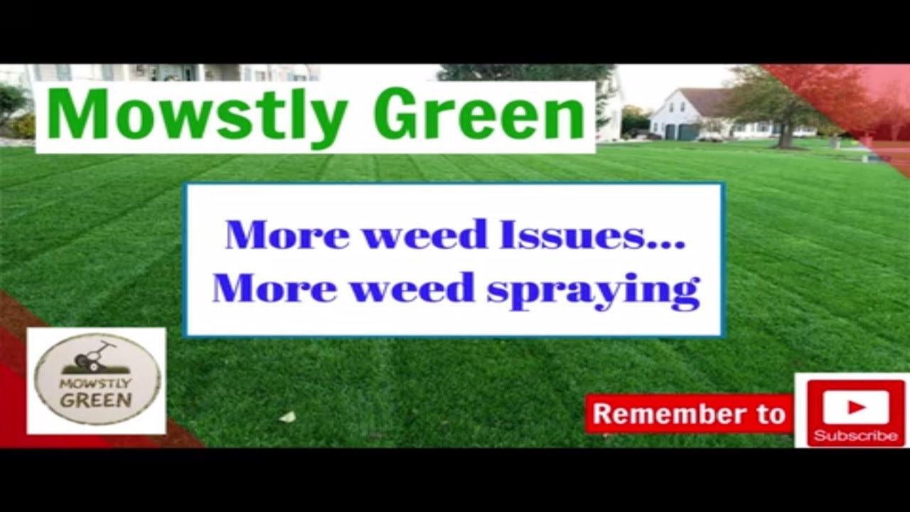 Post Emergent Weed Control Dallisgrass Tenacity / Mesotrione YouTube