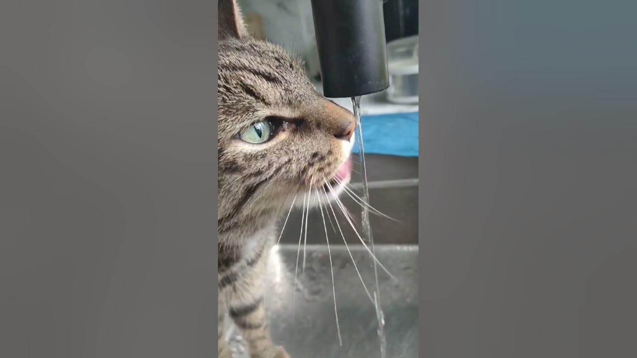how-a-cat-drink-water-slow-motion-youtube