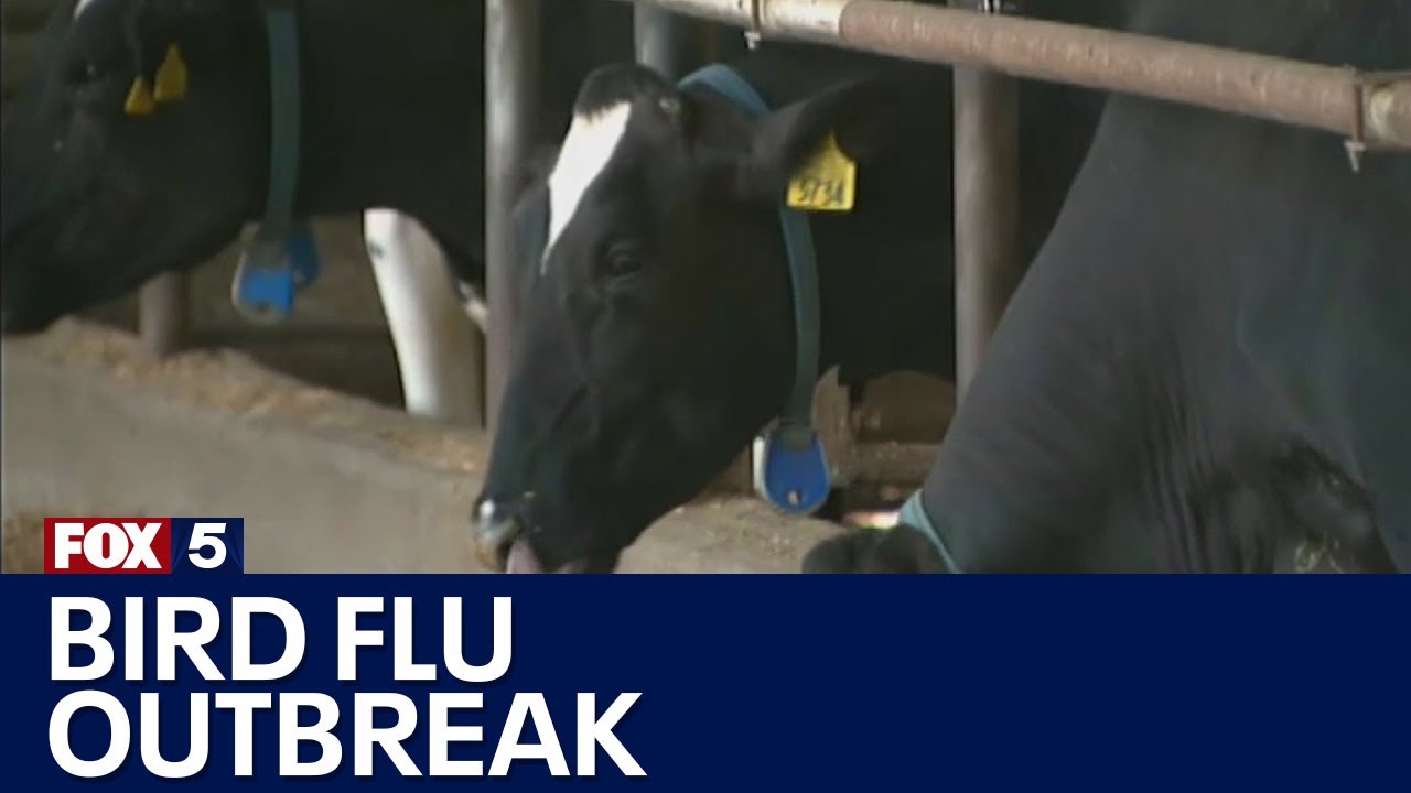 Bird Flu outbreak latest | FOX 5 News