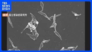 【速報】「マイコプラズマ肺炎」全国の患者数が2週連続で過去最多更新　1医療機関あたりの患者数「1.94人」 手足口病も「警報レベル」超｜TBS NEWS DIG