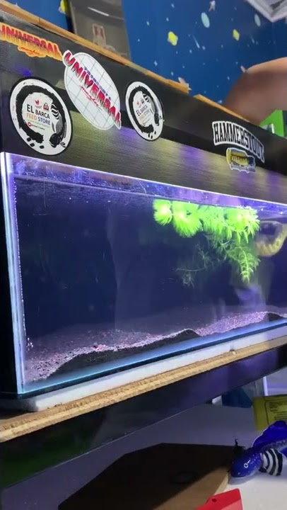 Unboxing Auranti Jumbo