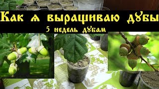 Как я выращиваю дубы.  5 недель дубам.