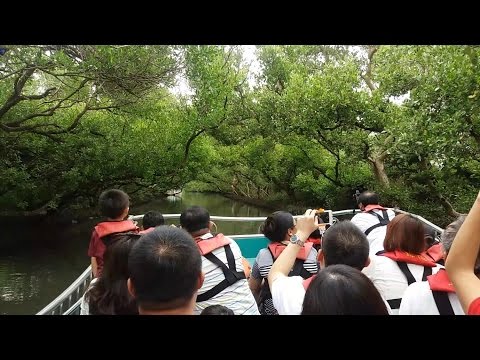 台南四草水上綠色隧道【導覽員全程解說】