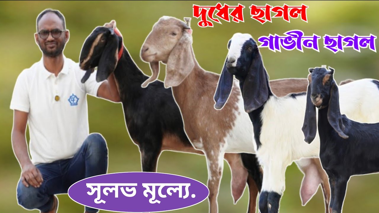আকর্ষণীয় মানের টপ কোয়ালিটি গাভিন ছাগল দুধের ছাগল এবং বাচ্চা ছাগলের দর-দাম জানুন | #goatfarm 