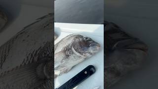We Ate The Fiddler#fish #fishing #outerbanks