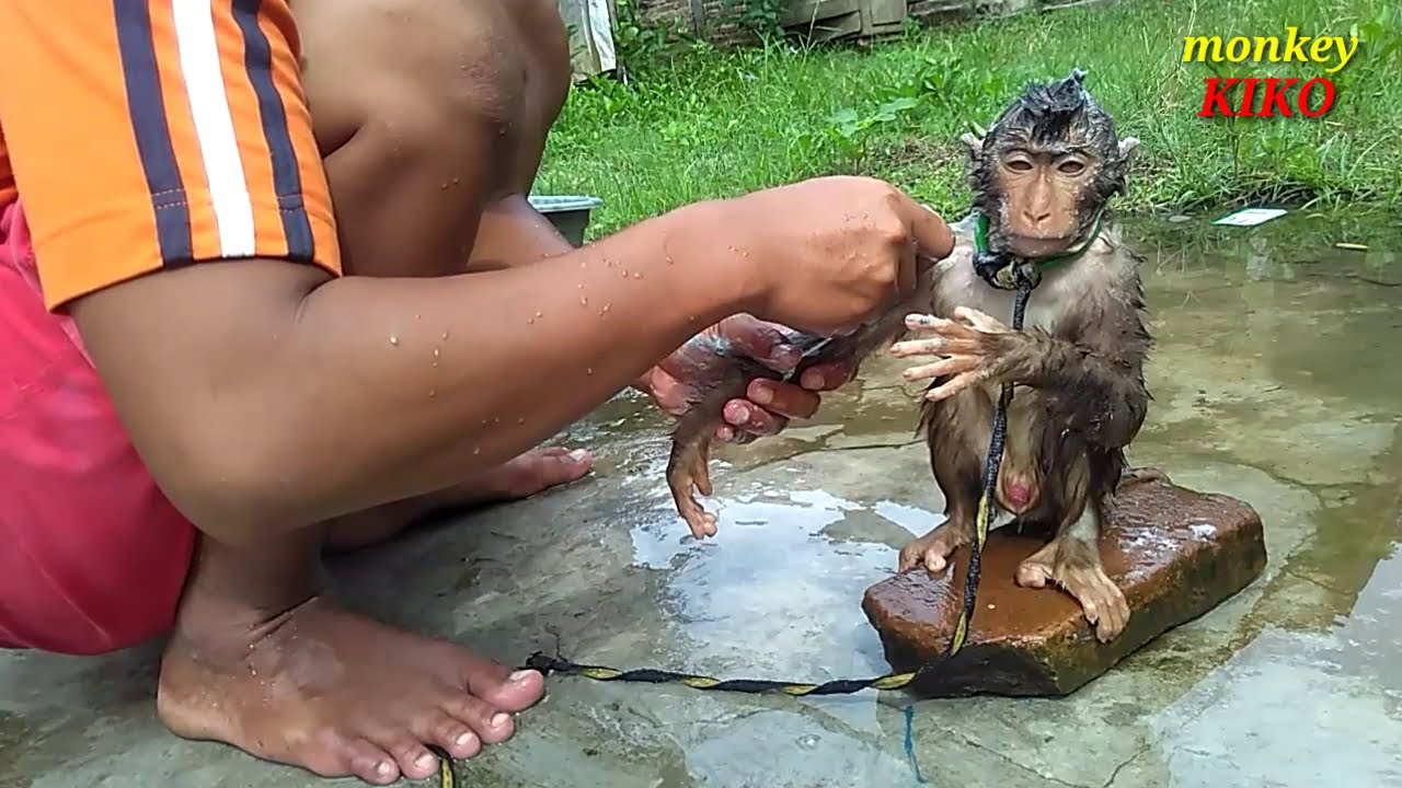 Proses Memandikan Monyet Beruk Biar Wangi tidak Bau  Lagi Keringat  Nya
