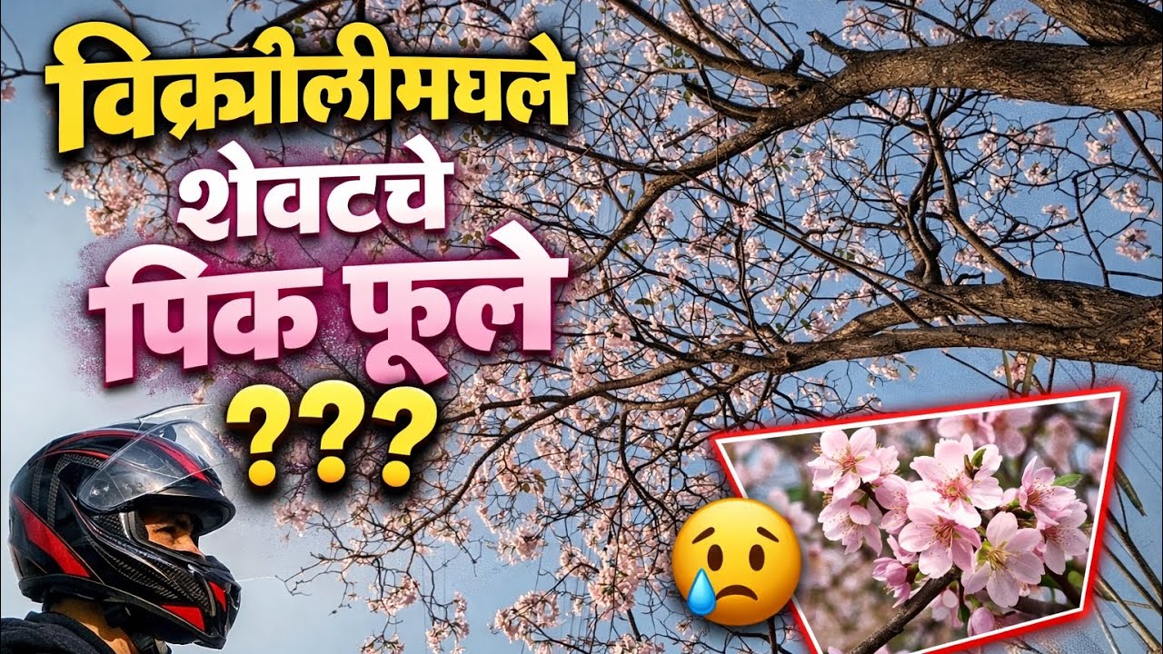 विक्रोळीमधले शेवटचे पिंक फूले???? Last pink cherry blossom #trending 