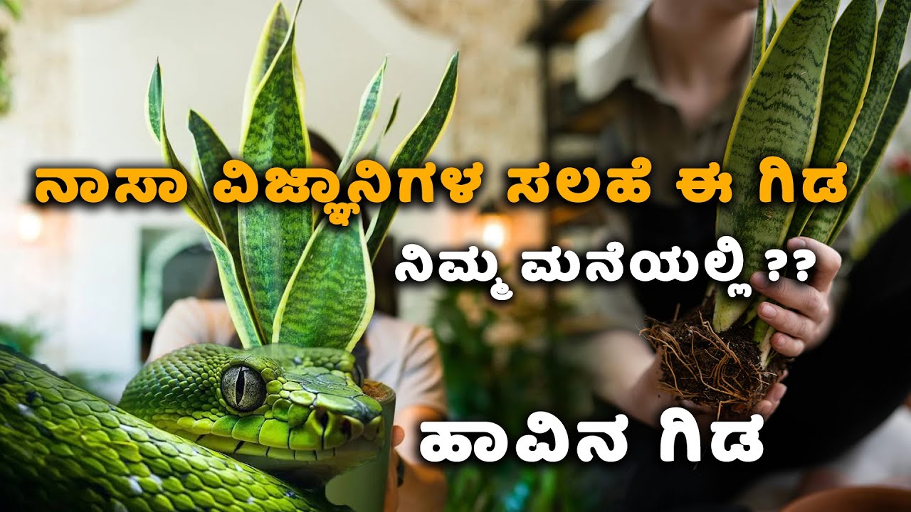 ಗಾಳಿಯನ್ನು ಶುದ್ಧಿಕರಿಸುವ ವಿಷಕಾರಿ ಹಾವಿನ ಗಿಡ | Why Every Home Needs a Snake Plant  | Food Media